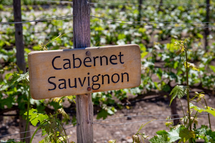 Cabernet Sauvignon, un rosso internazionale Cabernet Sauvignon, un rosso internazionale